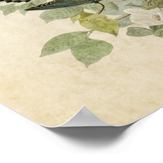 Poster Plaque 17 | Carolina Turtle Dove | Oiseaux d'Améri (Coin)