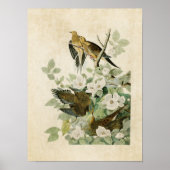 Poster Plaque 17 | Carolina Turtle Dove | Oiseaux d'Améri (Devant)