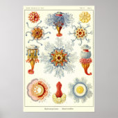 Poster Plaque 17 Siphonophorae (Devant)