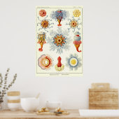 Poster Plaque 17 Siphonophorae (Cuisine)