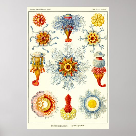 Poster Plaque 17. Siphonophores. (Devant)