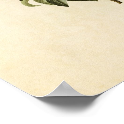 Poster Plaque 185 | Paruline de Bachman | Oiseaux d'Améri (Coin)