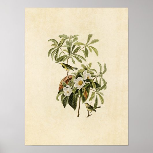 Poster Plaque 185 | Paruline de Bachman | Oiseaux d'Améri (Devant)