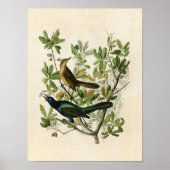 Poster Plaque 187 | Embarquement à quai | Oiseaux d'Améri (Devant)