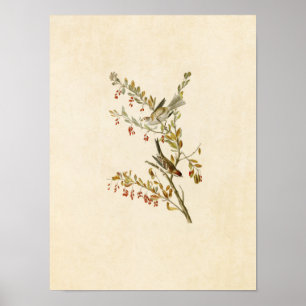 Poster Plaque 188 Éperon de l'arbre Oiseaux d'Amériqu