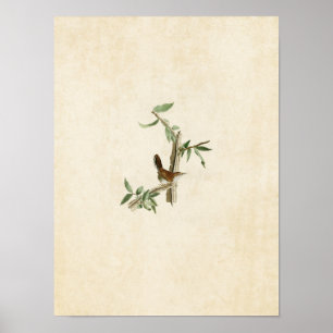 Poster Plaque 18 Bewick's Wren Oiseaux d'Amérique