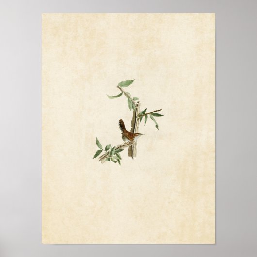Poster Plaque 18 | Bewick's Wren | Oiseaux d'Amérique (Devant)