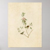 Poster Plaque 195 | Ruby-Crowned Wren | Oiseaux d'Amériqu (Devant)