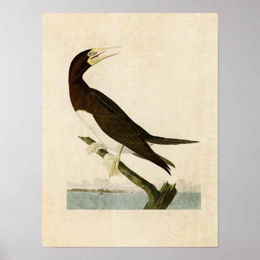 Poster Plaque 207 | Booby Gannet | Oiseaux d'Amérique (Devant)