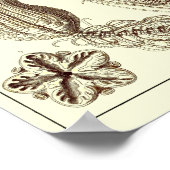 Poster Plaque 20. Crinoïdes. (Coin)