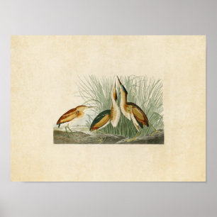 Poster Plaque 210 Petite Bitterne Oiseaux d'Amérique