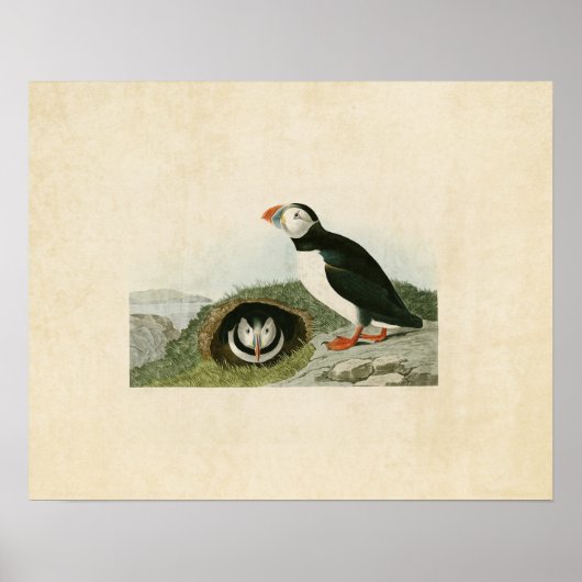 Poster Plaque 213 | Puffin | Oiseaux d'Amérique (Devant)