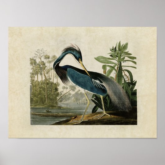 Poster Plaque 217 | Louisiana Heron | Oiseaux d'Amérique (Devant)