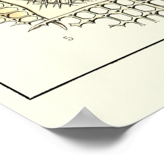 Poster Plaque 21 Acanthométra (Coin)