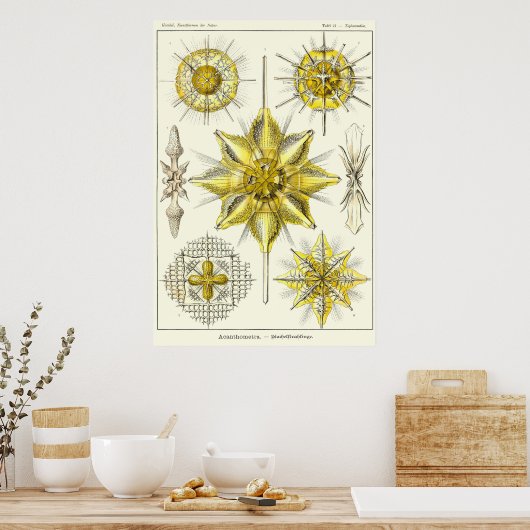 Poster Plaque 21 Acanthométra (Cuisine)