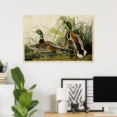 Poster Plaque 221 | Mallard Duck | Oiseaux d'Amérique (Bureau à domicile)