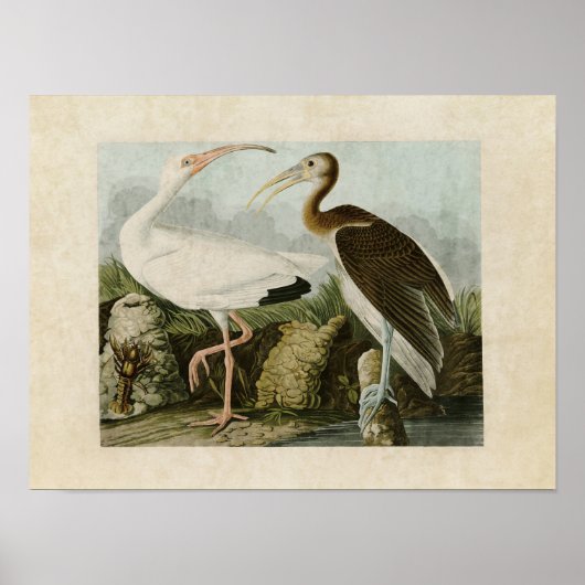 Poster Plaque 222 | Ibis blanc | Oiseaux d'Amérique (Devant)