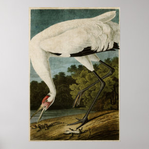 Poster Plaque 226 Grue blanche Oiseaux d'Amérique