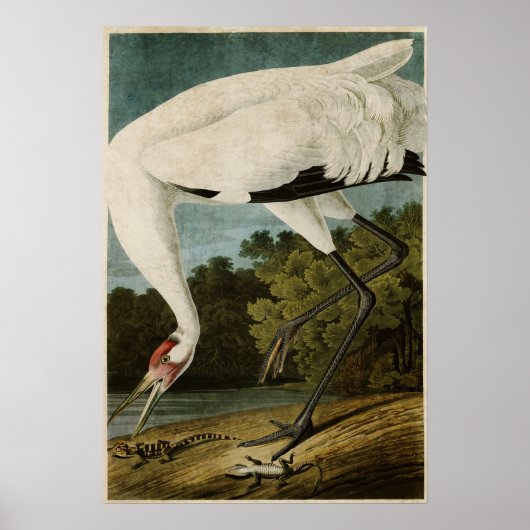 Poster Plaque 226 | Grue blanche | Oiseaux d'Amérique (Devant)