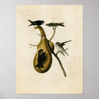 Poster Plaque 22 | Purple Martin | Oiseaux d'Amérique