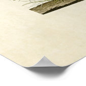 Poster Plaque 233 | Sora ou rail | Oiseaux d'Amérique (Coin)