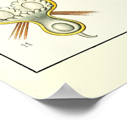 Poster Plaque 23 Bryozoa (Coin)