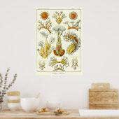 Poster Plaque 23 Bryozoa (Cuisine)