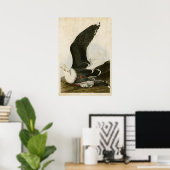 Poster Plaque 241 | Goéland à dos noir | Oiseaux d'Amériq (Bureau à domicile)