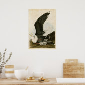 Poster Plaque 241 | Goéland à dos noir | Oiseaux d'Amériq (Cuisine)