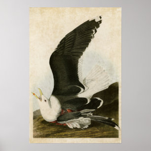 Poster Plaque 241 Goéland à dos noir Oiseaux d'Amériq