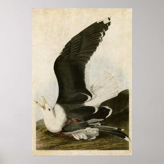Poster Plaque 241 | Goéland à dos noir | Oiseaux d'Amériq (Devant)