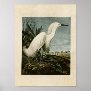 Poster Plaque 242 Héron de neige ou aigrette blanche