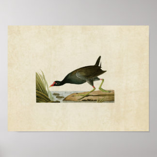 Poster Plaque 244 | Gallinule commune | Oiseaux d'Amériqu