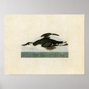 Poster Plaque 245   Meurtre à bec épais   Oiseaux d'Améri