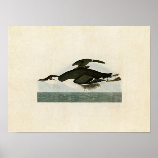 Poster Plaque 245 | Meurtre à bec épais | Oiseaux d'Améri (Devant)