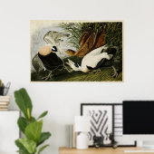 Poster Plaque 246 | Edier Canard | Oiseaux d'Amérique (Bureau à domicile)