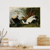Poster Plaque 246 | Edier Canard | Oiseaux d'Amérique (Cuisine)