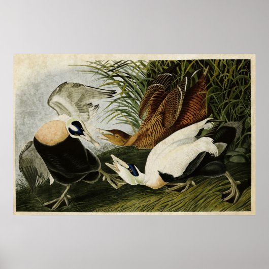 Poster Plaque 246 | Edier Canard | Oiseaux d'Amérique (Devant)