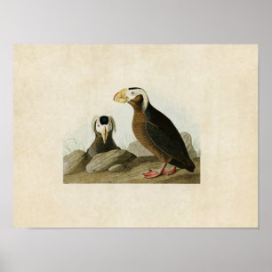 Poster Plaque 249 Tufted Auk Oiseaux d'Amérique