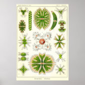 Poster Plaque 24 Desmdiea (Devant)