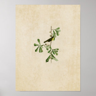 Poster Plaque 24 | Roscoe's Yellow-Throat