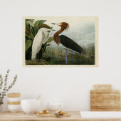 Poster Plaque 256 | Heron pourpre | Oiseaux d'Amérique (Cuisine)