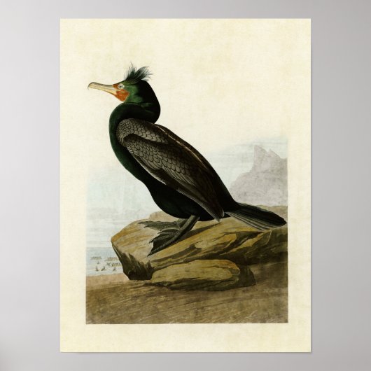 Poster Plaque 257 | Cormorant à deux branches (Devant)