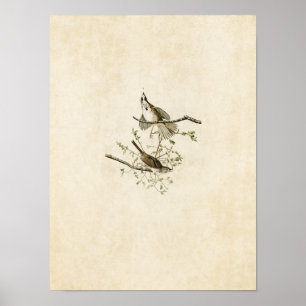 Poster Plaque 25 Song Sparrow Oiseaux d'Amérique