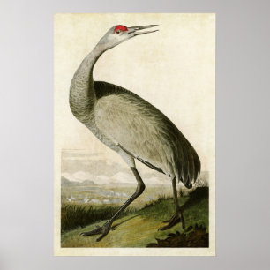 Poster Plaque 261 Grue blanche Oiseaux d'Amérique