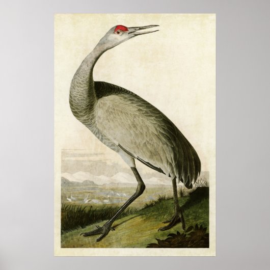 Poster Plaque 261 | Grue blanche | Oiseaux d'Amérique (Devant)