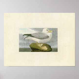 Poster Plaque 264 | Fulmar Petrel | Oiseaux d'Amérique