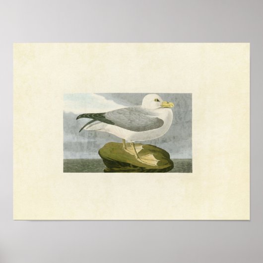 Poster Plaque 264 | Fulmar Petrel | Oiseaux d'Amérique (Devant)