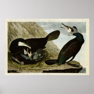 Poster Plaque 266   Cormorant commun   Oiseaux d'Amérique