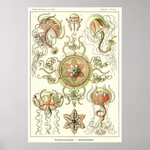 Poster Plaque 26 Trachomédusae